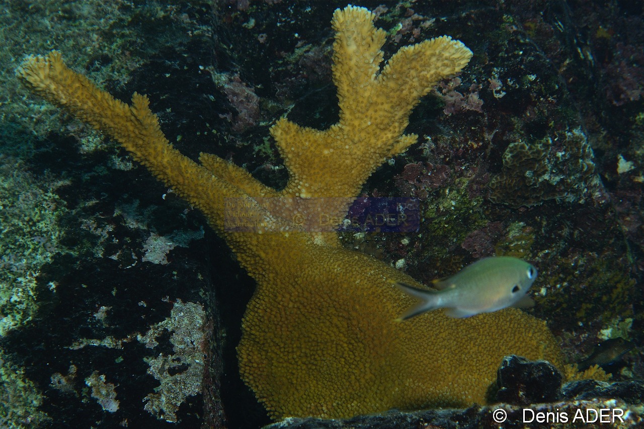 Acropora prolifera Bonaire Buddy reef-4m-20120217-Denis-ADER-DSC_6285_tn.jpg
